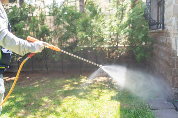 Best Flea Control Services  in Rockwood, VA