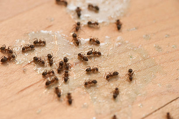Best Exterminator Services  in Rockwood, VA