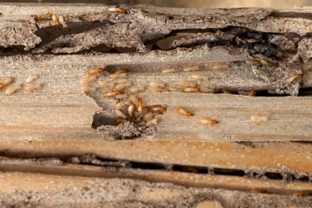 Best Pest Removal Services  in Rockwood, VA