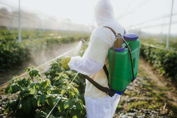 Wasp Removal Services in Rockwood, VA